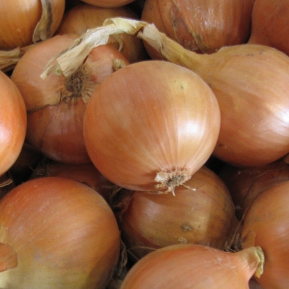 Picture of Organic Onion Hytech F1